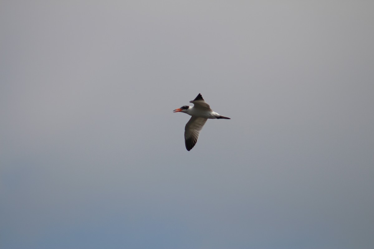 Морин хараалай - ML644449568