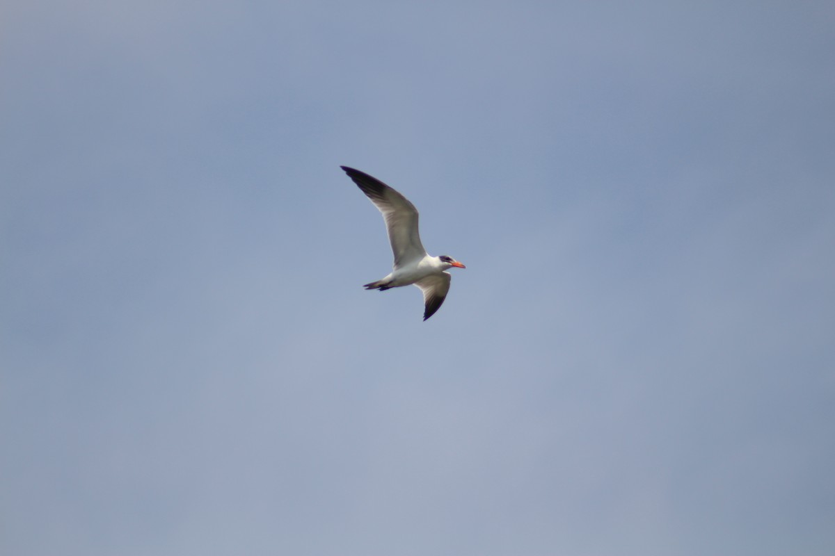 Морин хараалай - ML644449569