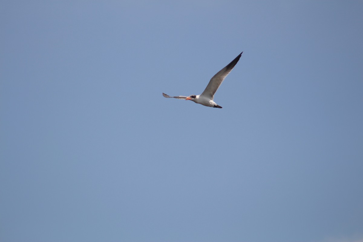 Морин хараалай - ML644449570