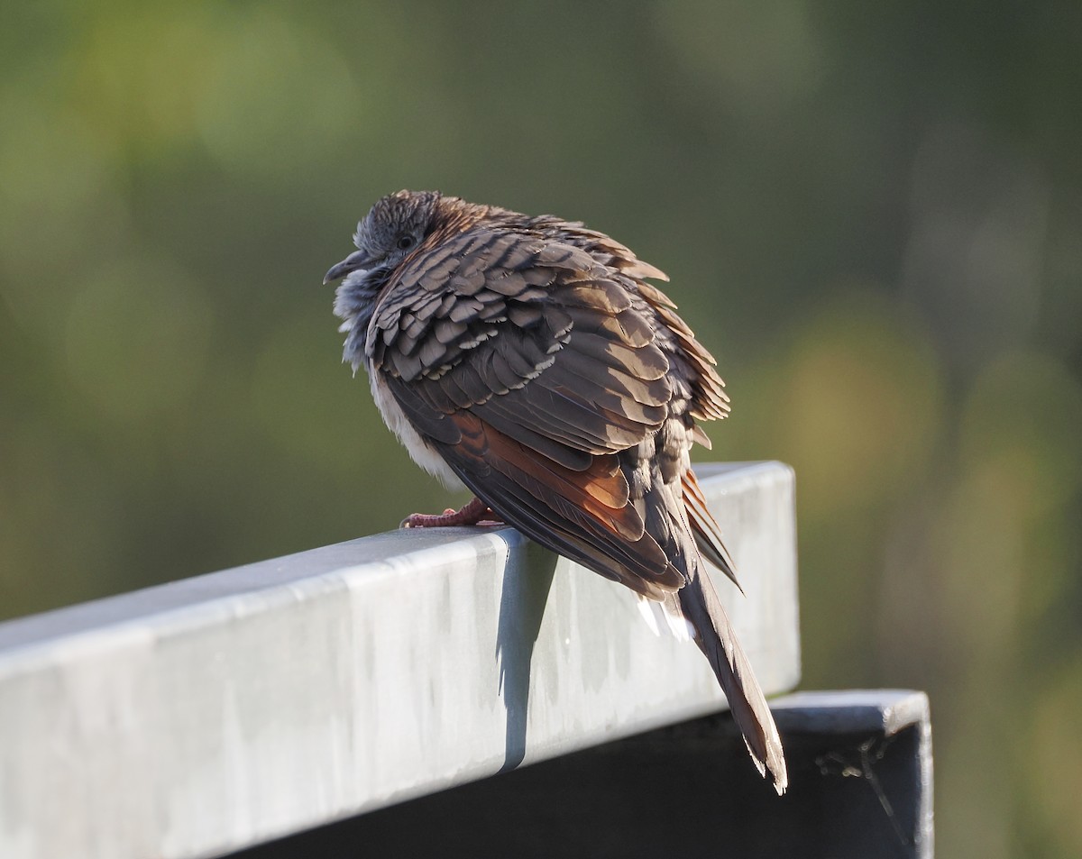 Bar-shouldered Dove - ML644449572