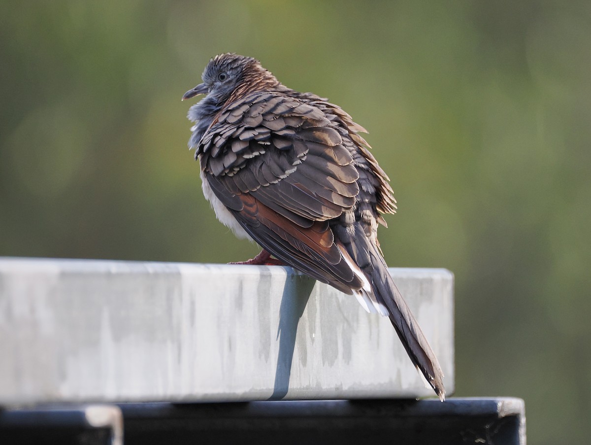 Bar-shouldered Dove - ML644449573