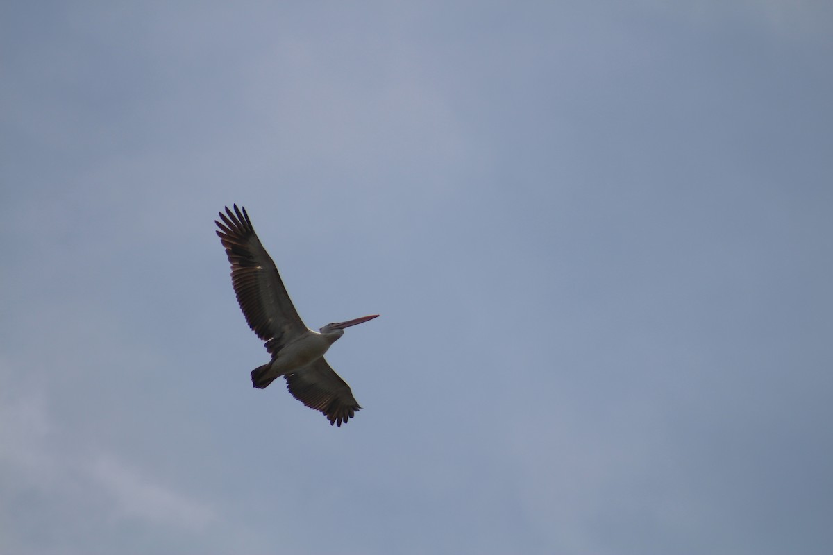 Spot-billed Pelican - ML644449575