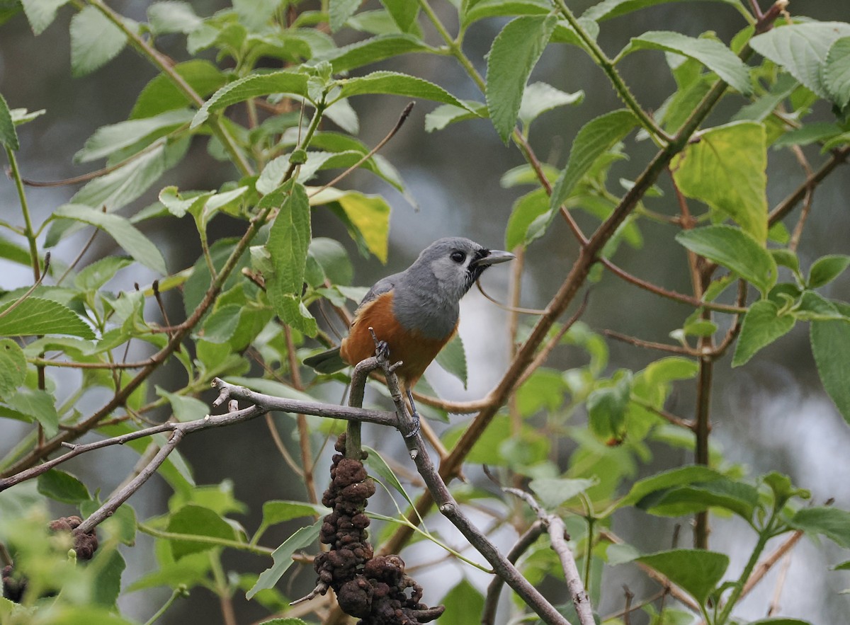 Black-faced Monarch - ML644449577