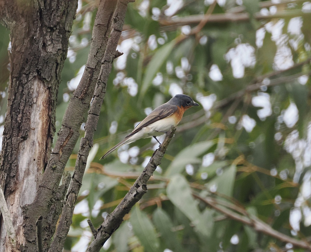 Satin Flycatcher - ML644449581