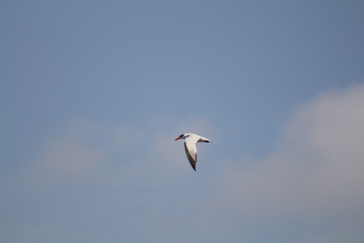 Морин хараалай - ML644449582