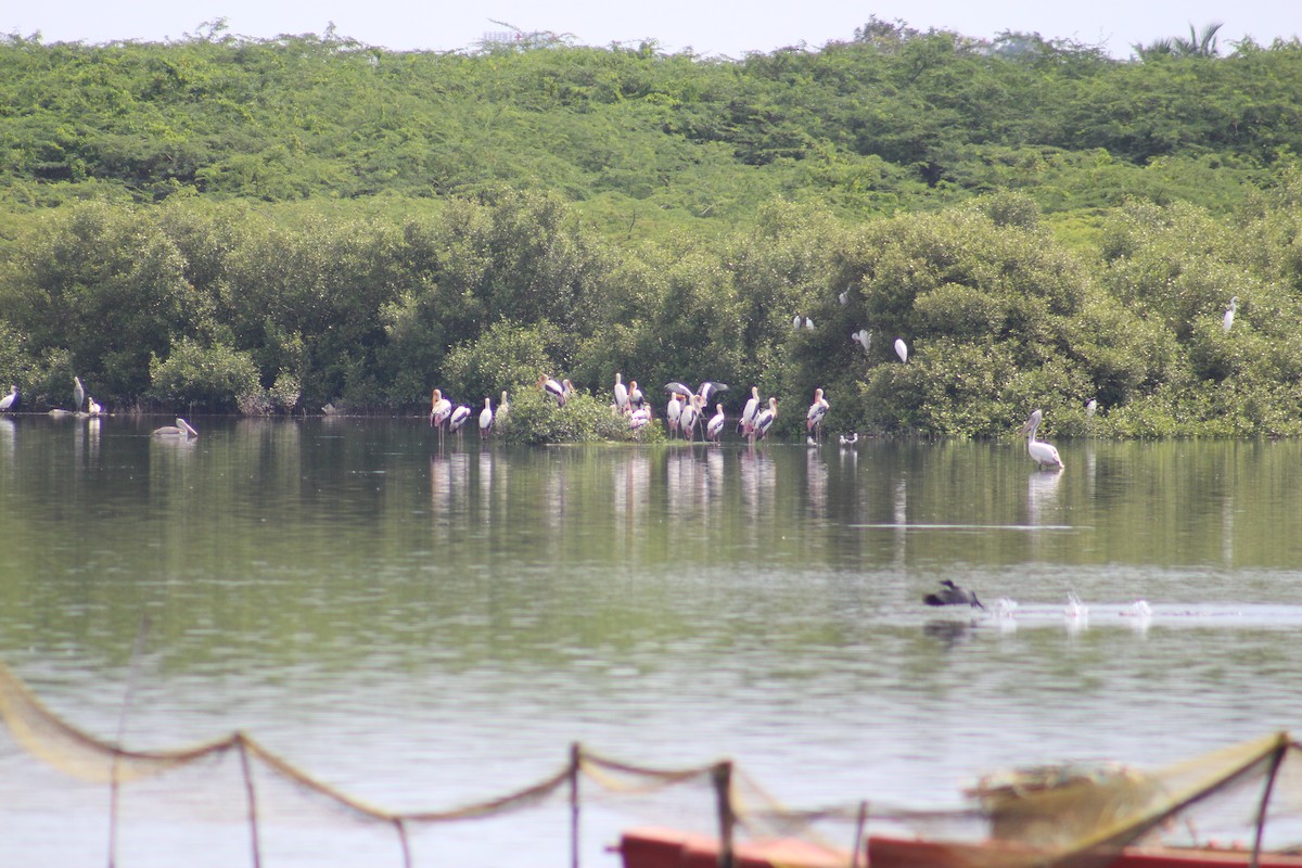 Painted Stork - ML644449587