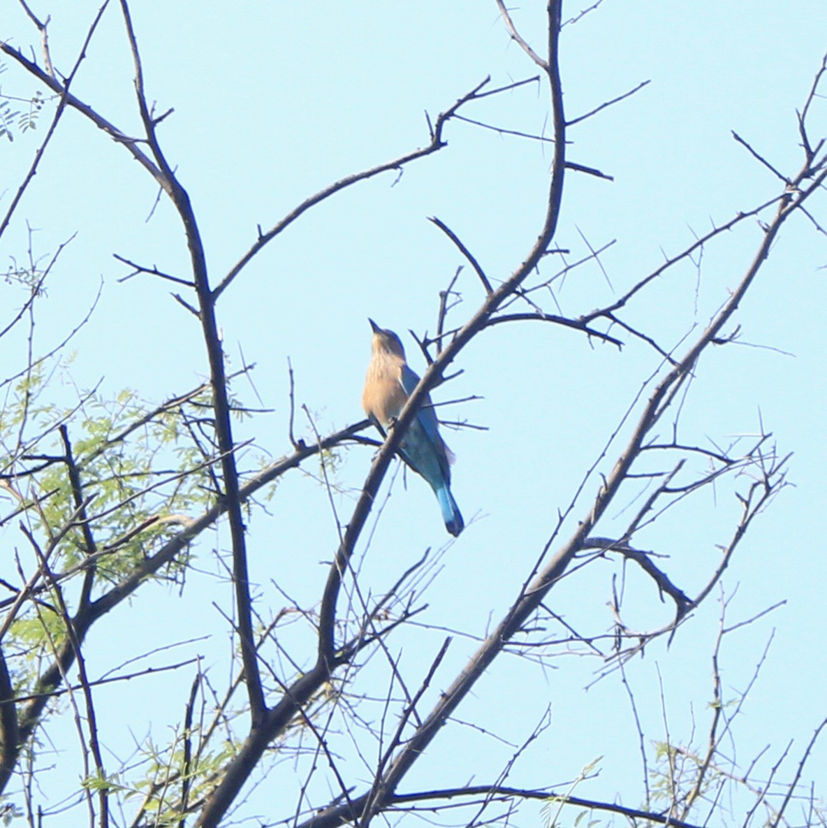 Indian Roller - ML644449588