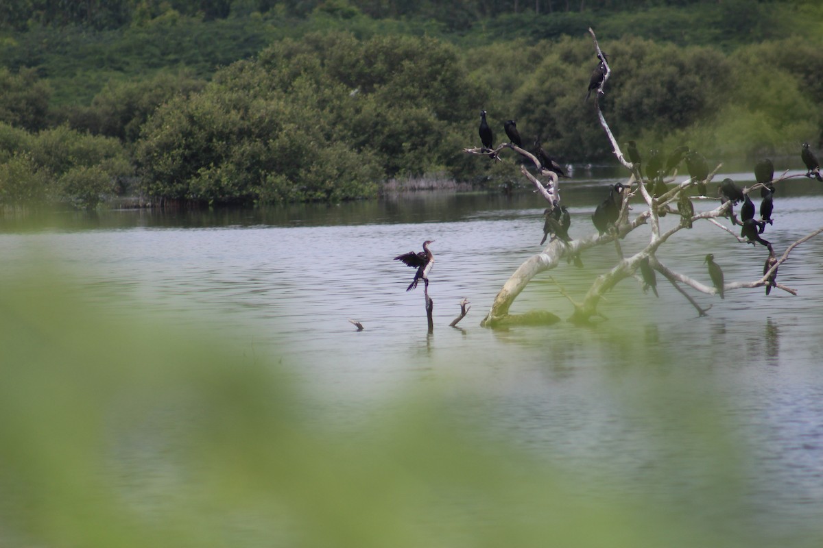 Тураг гогой - ML644449589