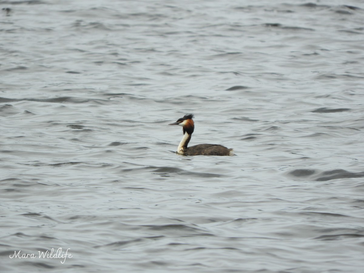 Отгот шунгуур - ML644449609