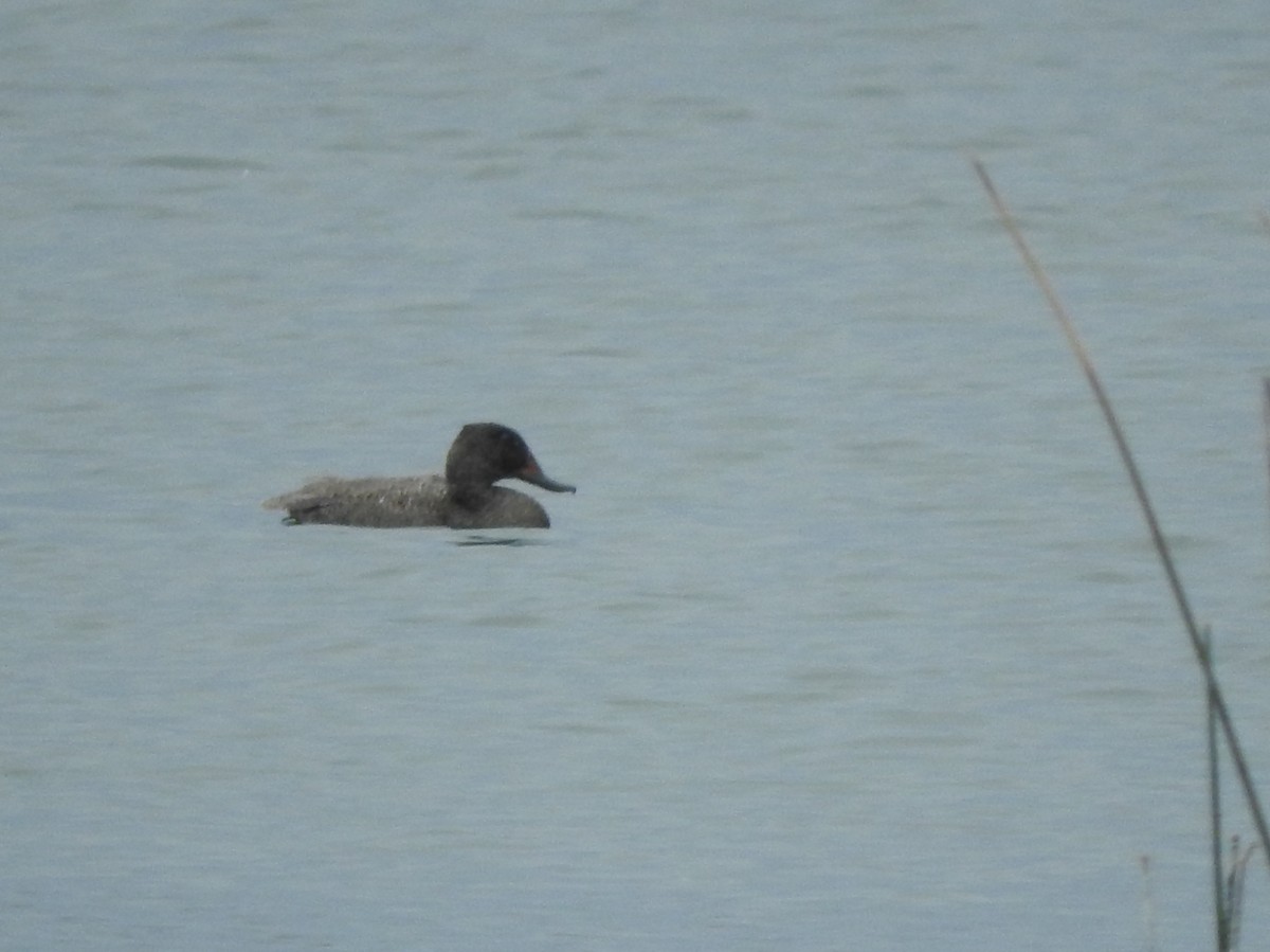 Freckled Duck - ML644449616