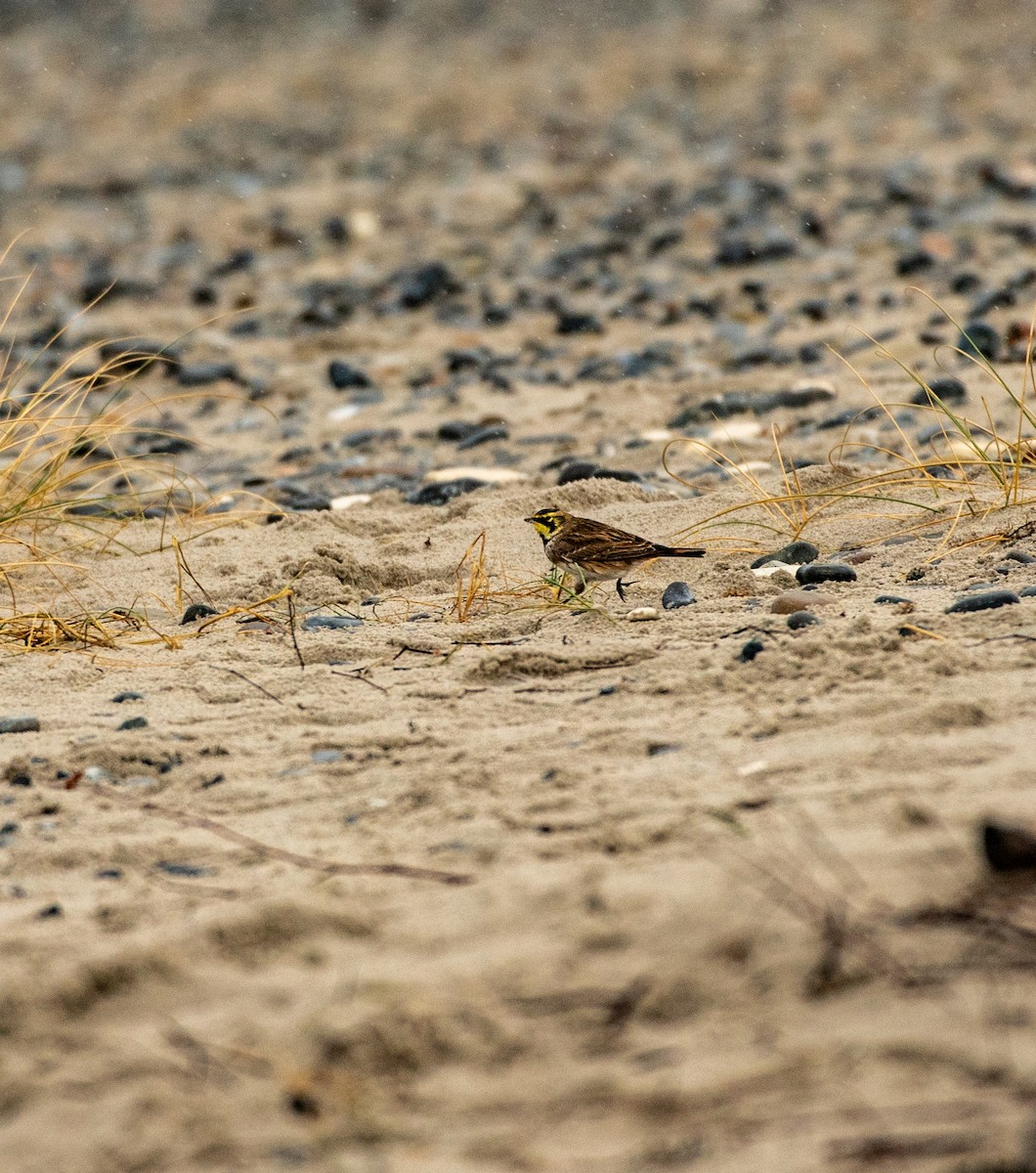 Horned Lark - ML644449617