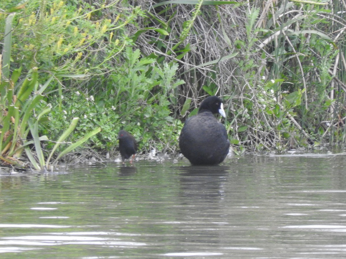 Spotless Crake - ML644449618