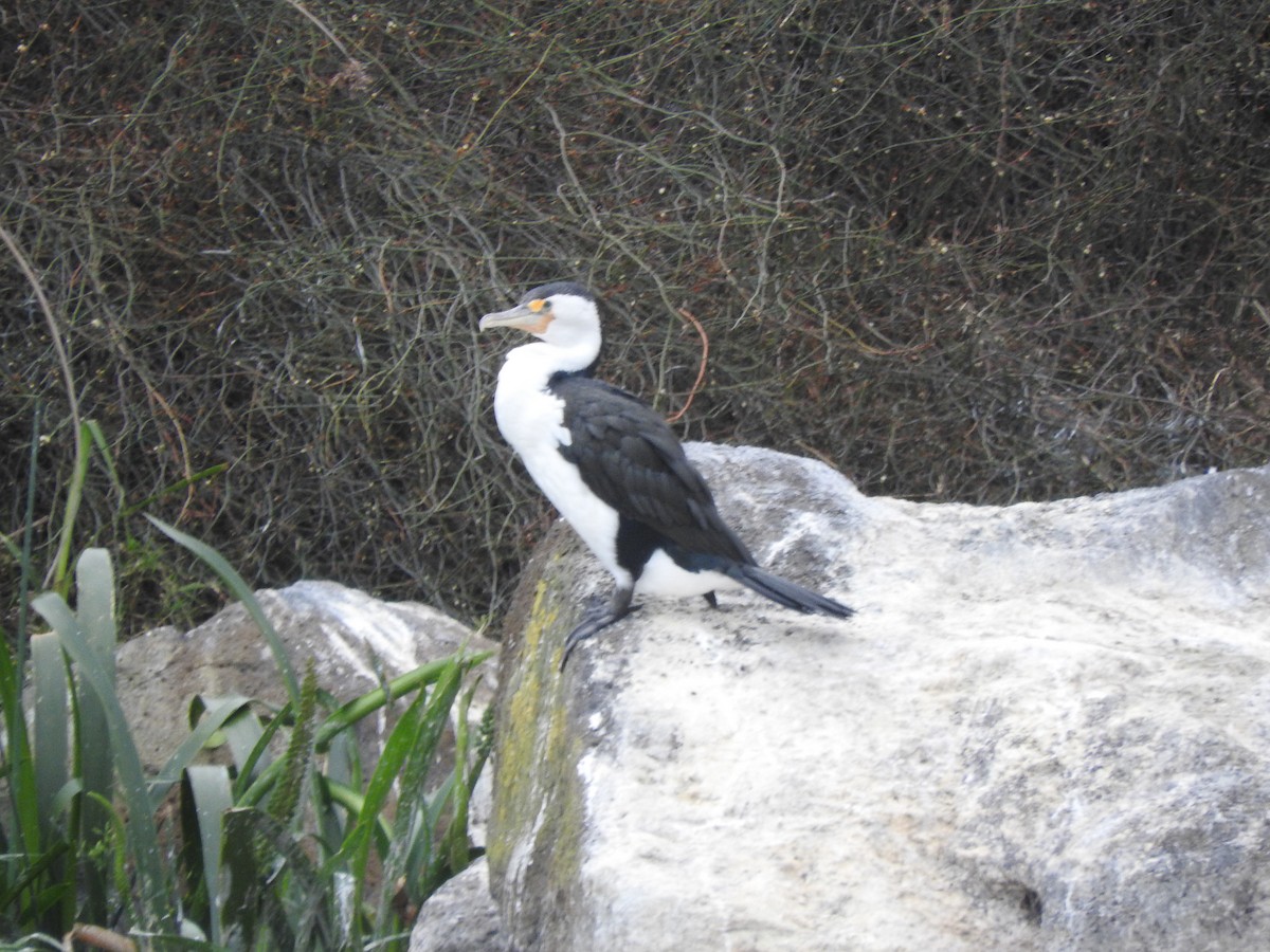 Pied Cormorant - ML644449620