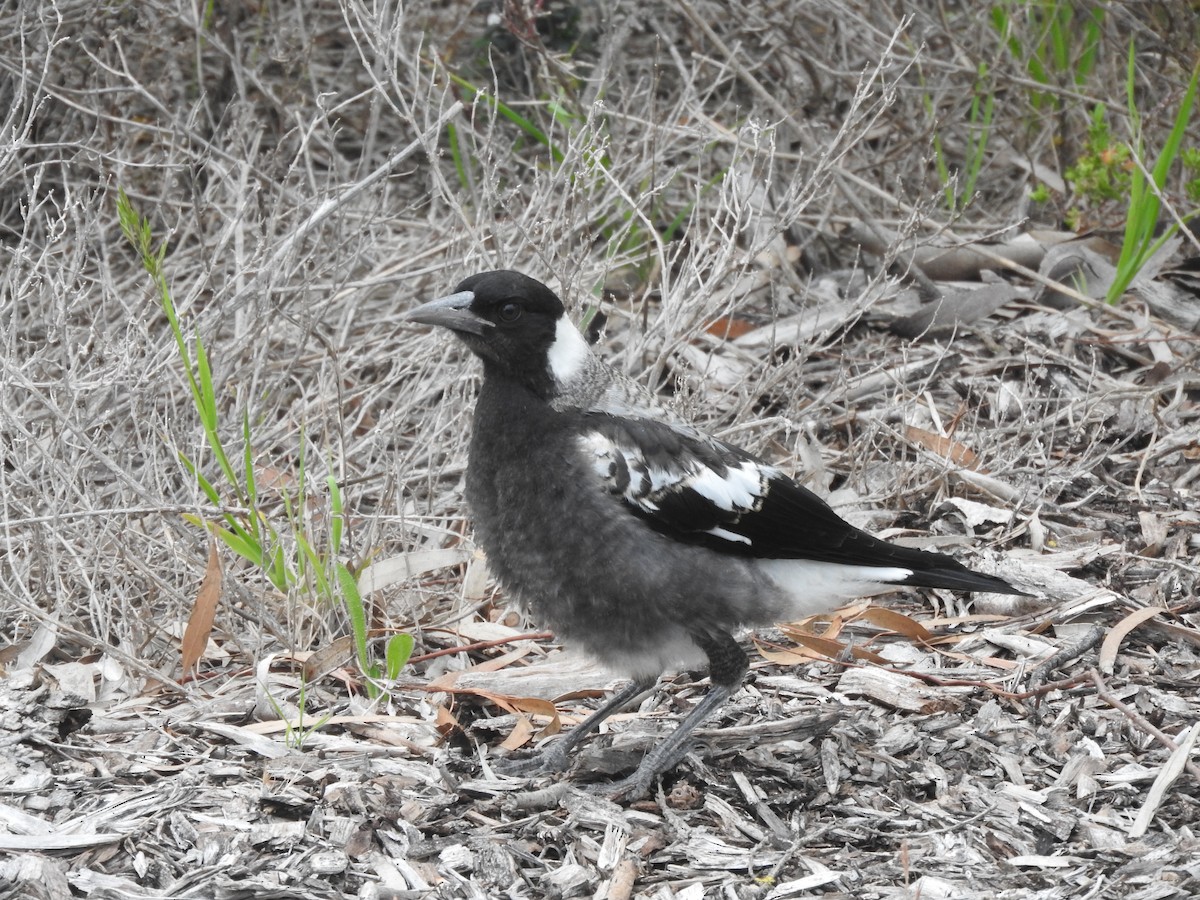 Australian Magpie - ML644449625