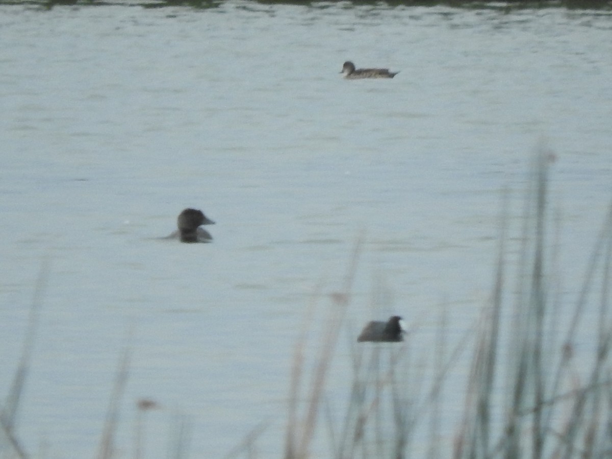 Musk Duck - ML644449626
