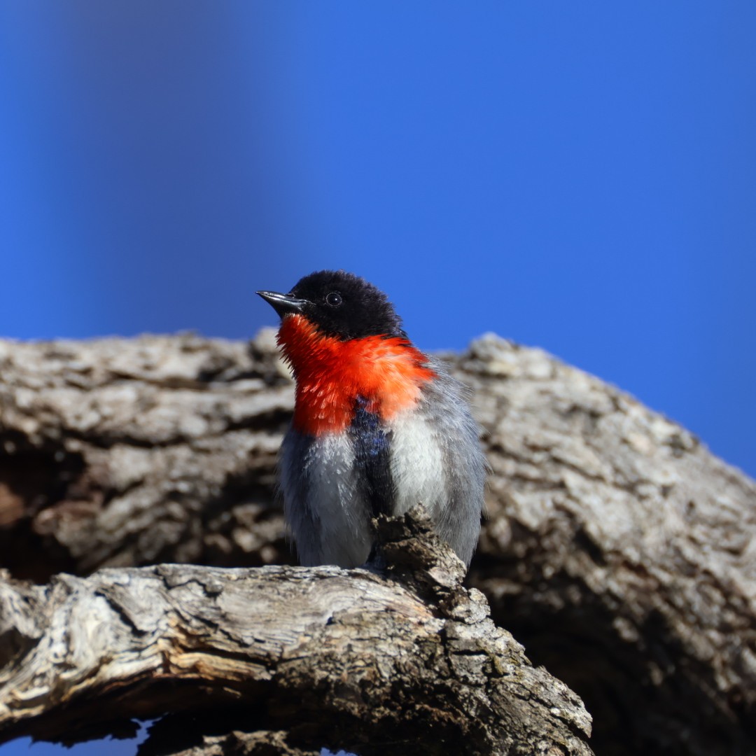 Mistletoebird - ML644449627