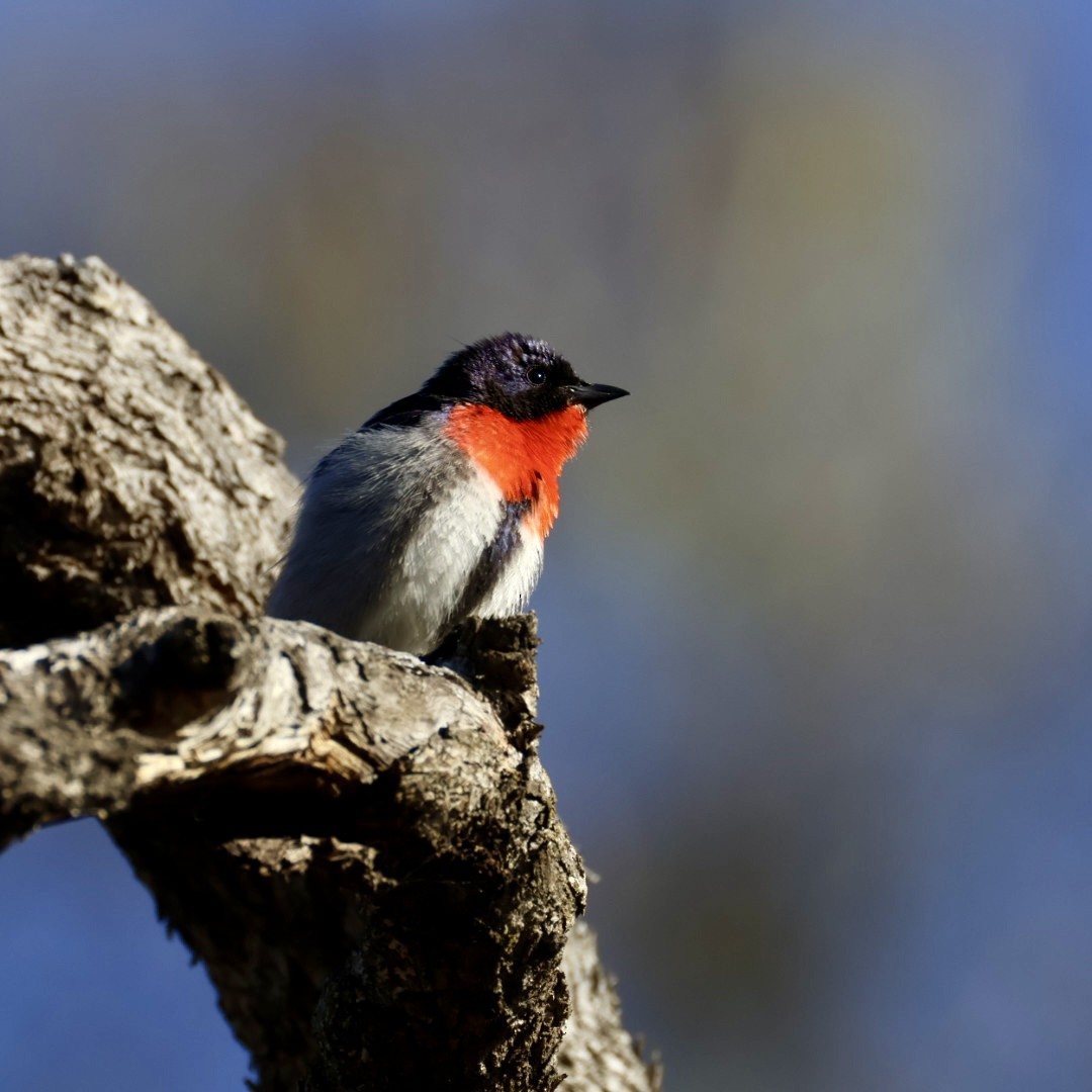 Mistletoebird - ML644449628