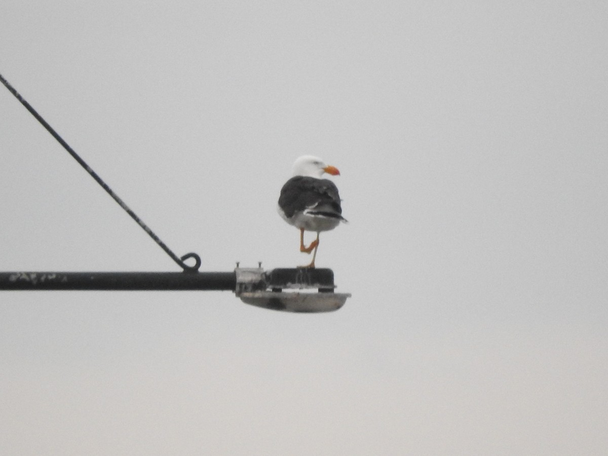 Pacific Gull - ML644449631