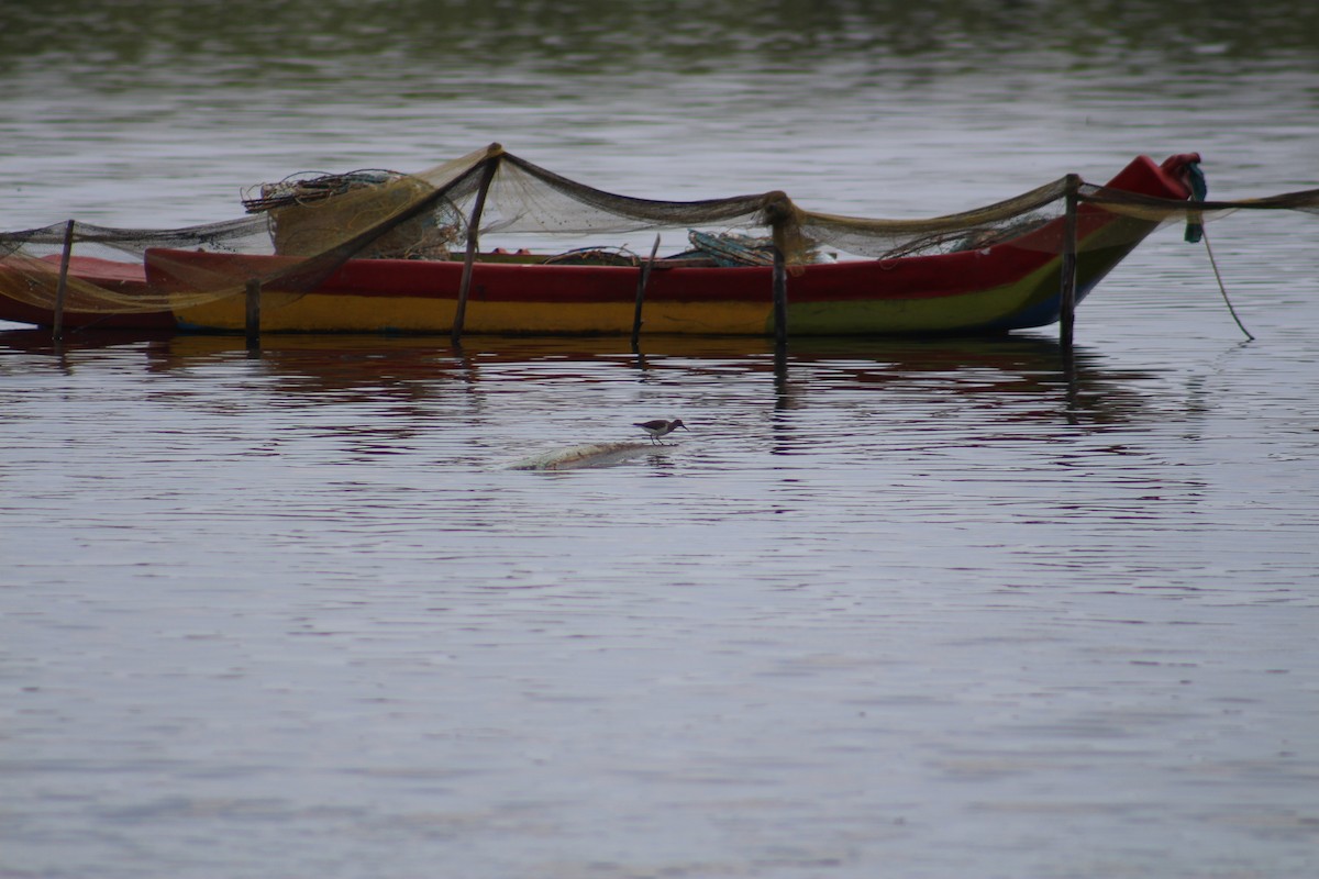 Хайргын хөгчүү - ML644449632