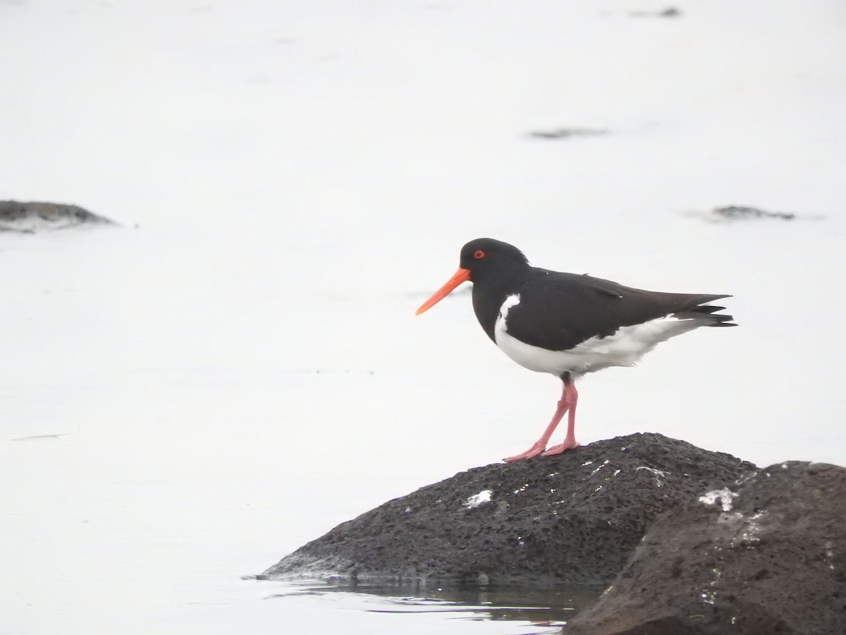 Pied Oystercatcher - ML644449633