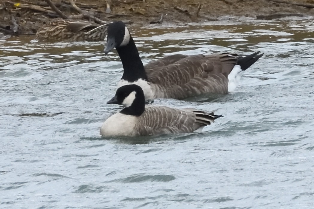 berneška malá - ML644449634