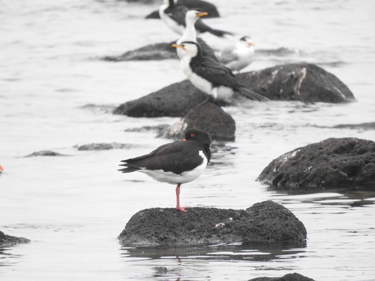Pied Oystercatcher - ML644449635