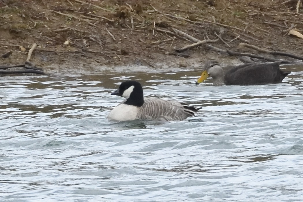 berneška malá - ML644449636