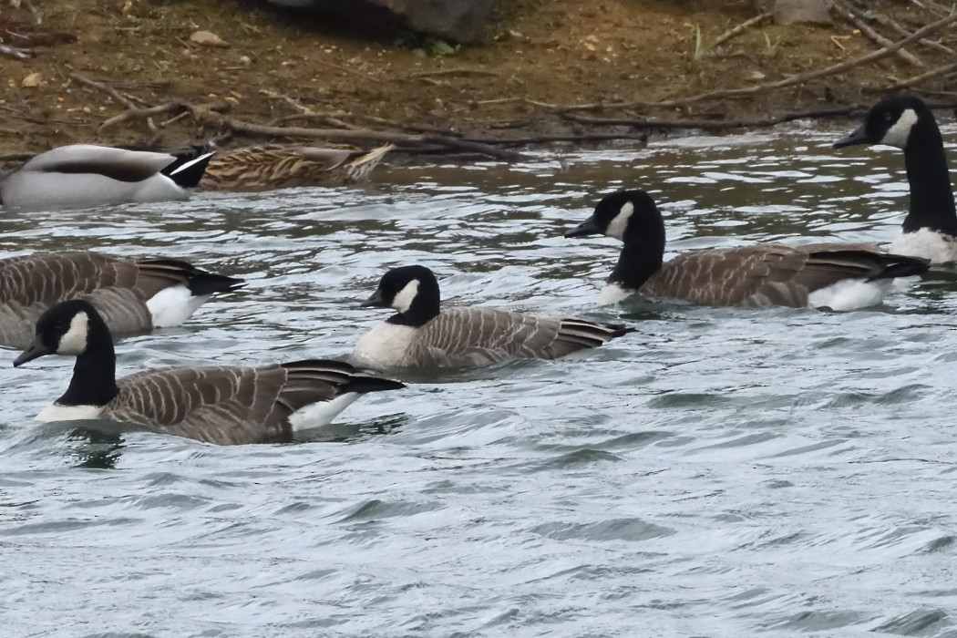 berneška malá - ML644449638