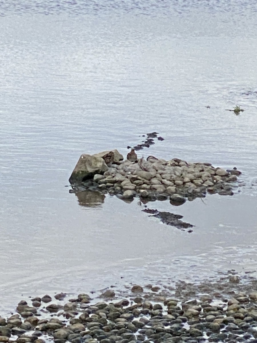 enkeltbekkasin - ML644449642