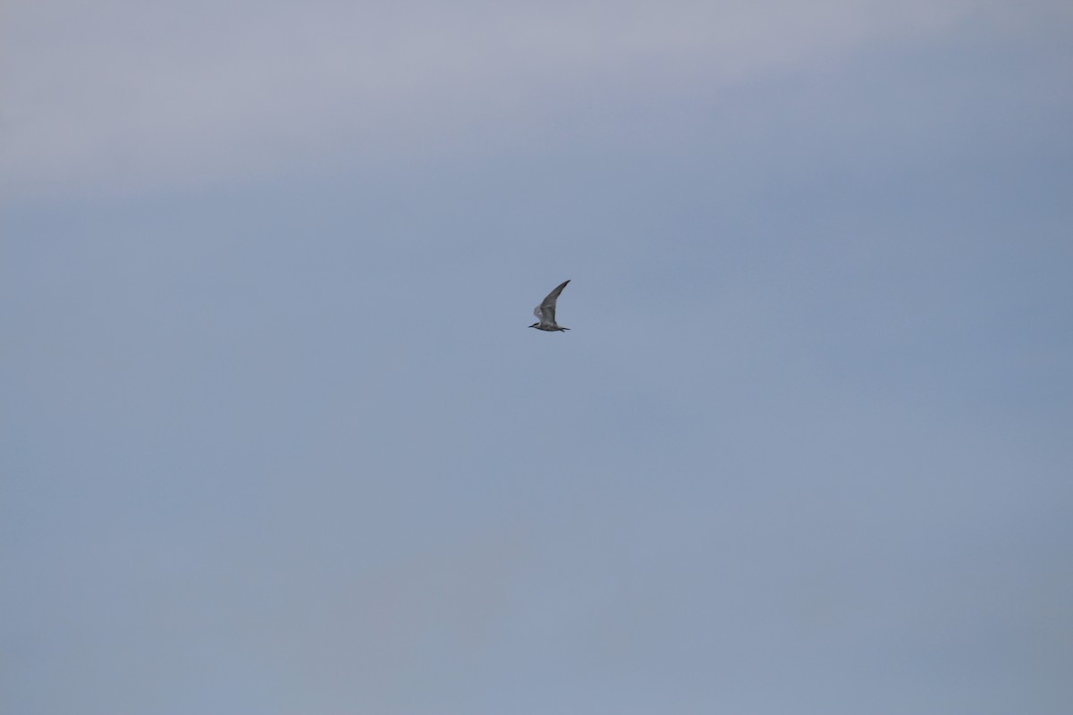 Цагаан шанаат хараалай - ML644449643