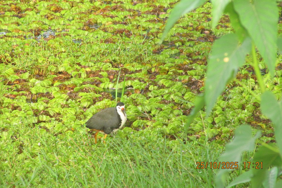White-breasted Waterhen - ML644449644