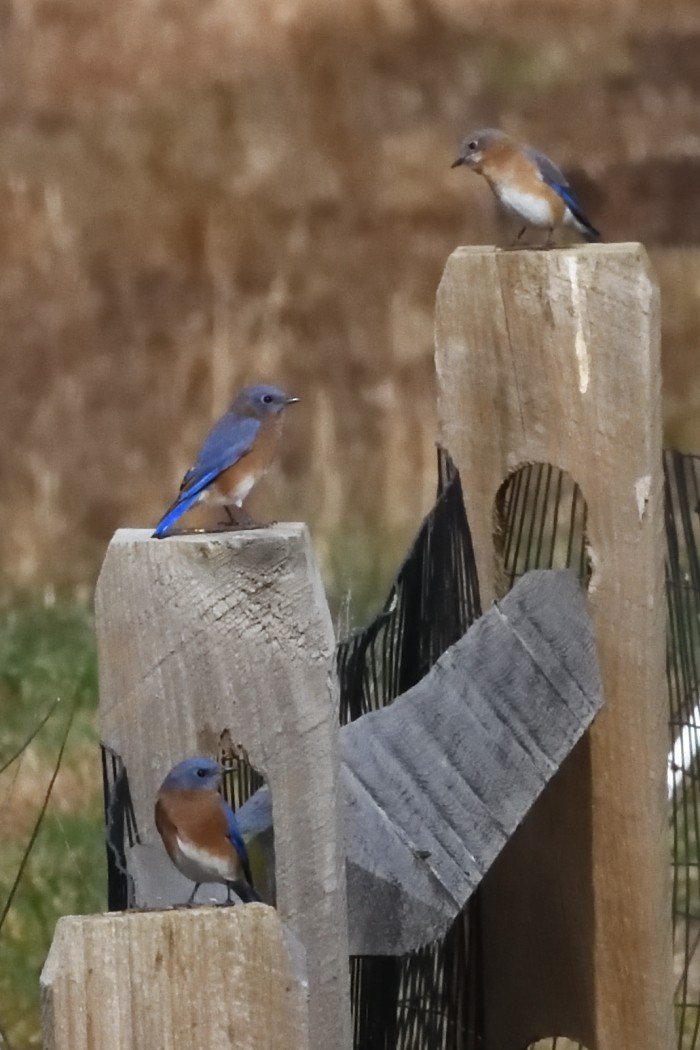 Eastern Bluebird - ML644449646