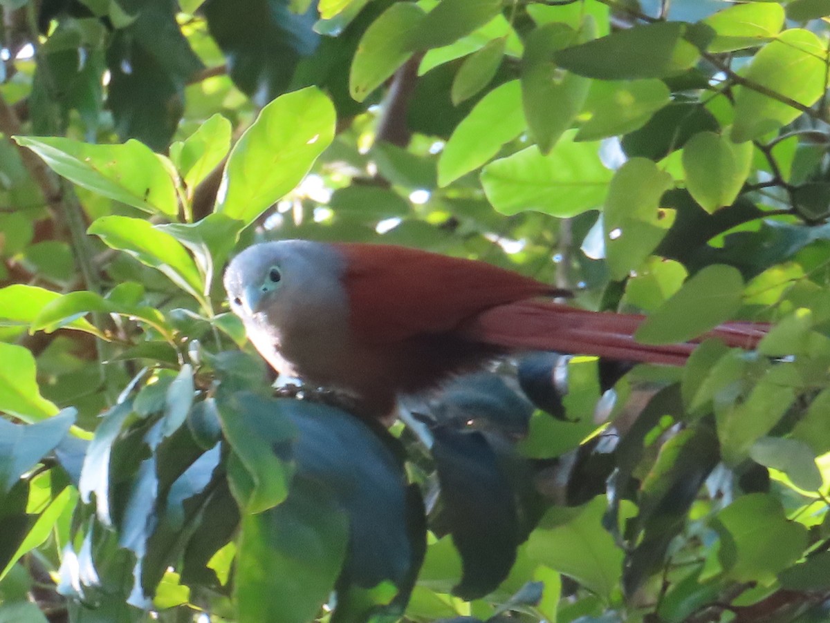 Raffles's Malkoha - ML644449653