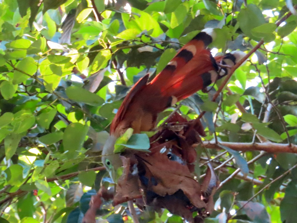 Raffles's Malkoha - ML644449654