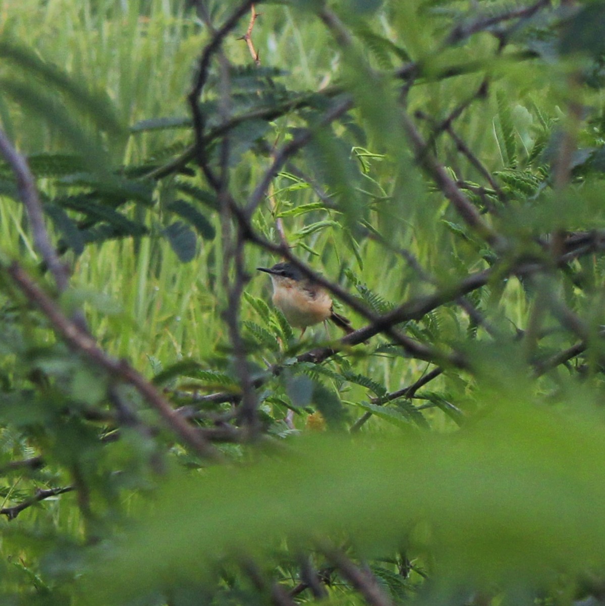 Ashy Prinia - ML644449656