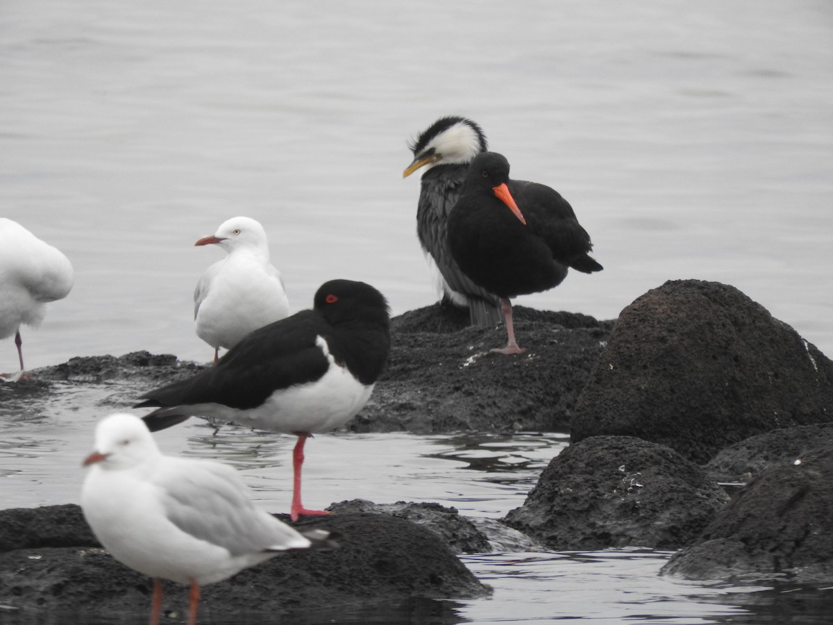 Sooty Oystercatcher - ML644449658
