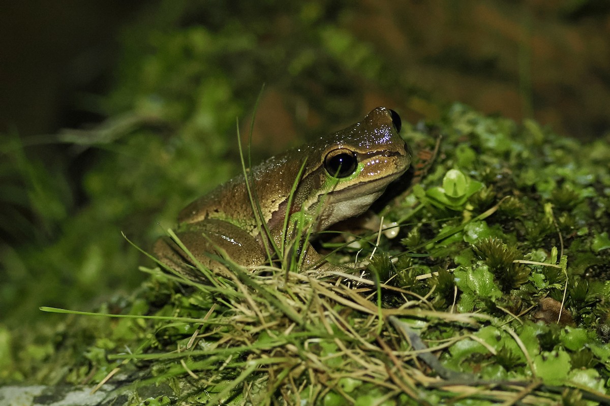 Blue Mountains Tree Frog - ML644449659