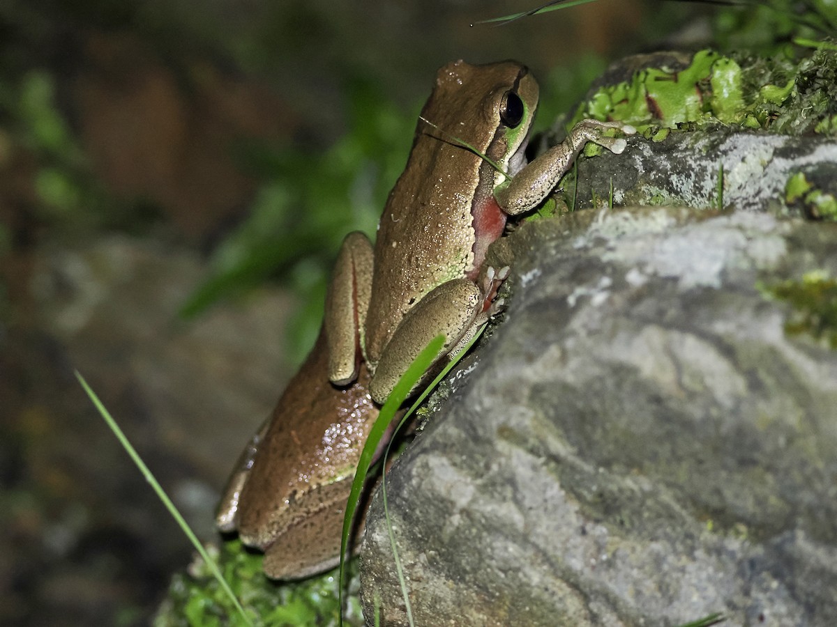Blue Mountains Tree Frog - ML644449660
