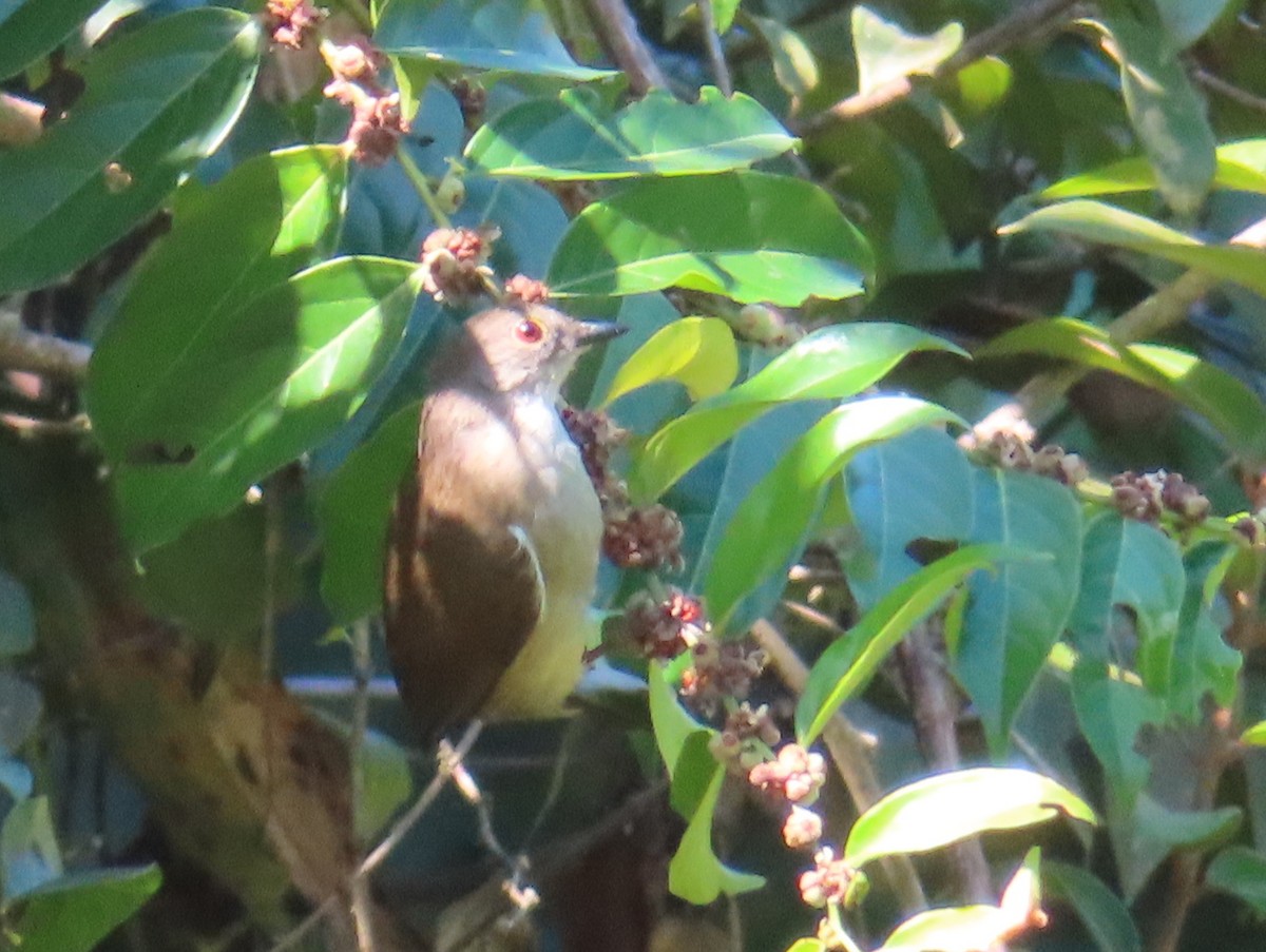 Spectacled Bulbul - ML644449661