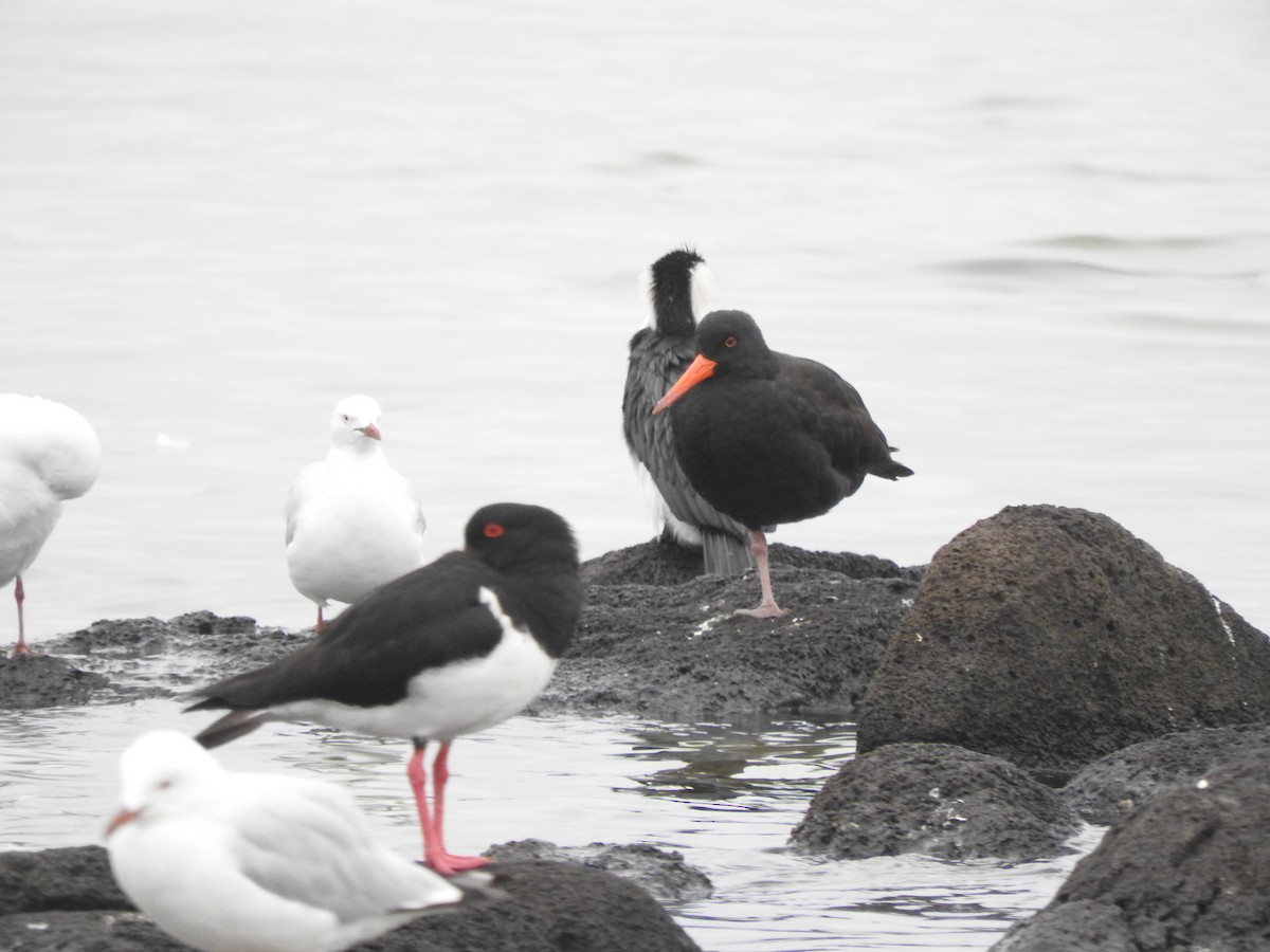 Sooty Oystercatcher - ML644449662