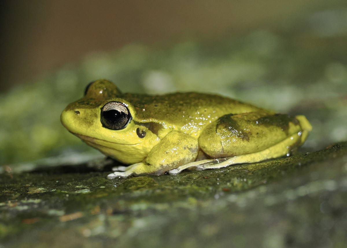 Lesueur's Stony-creek Frog - ML644449663