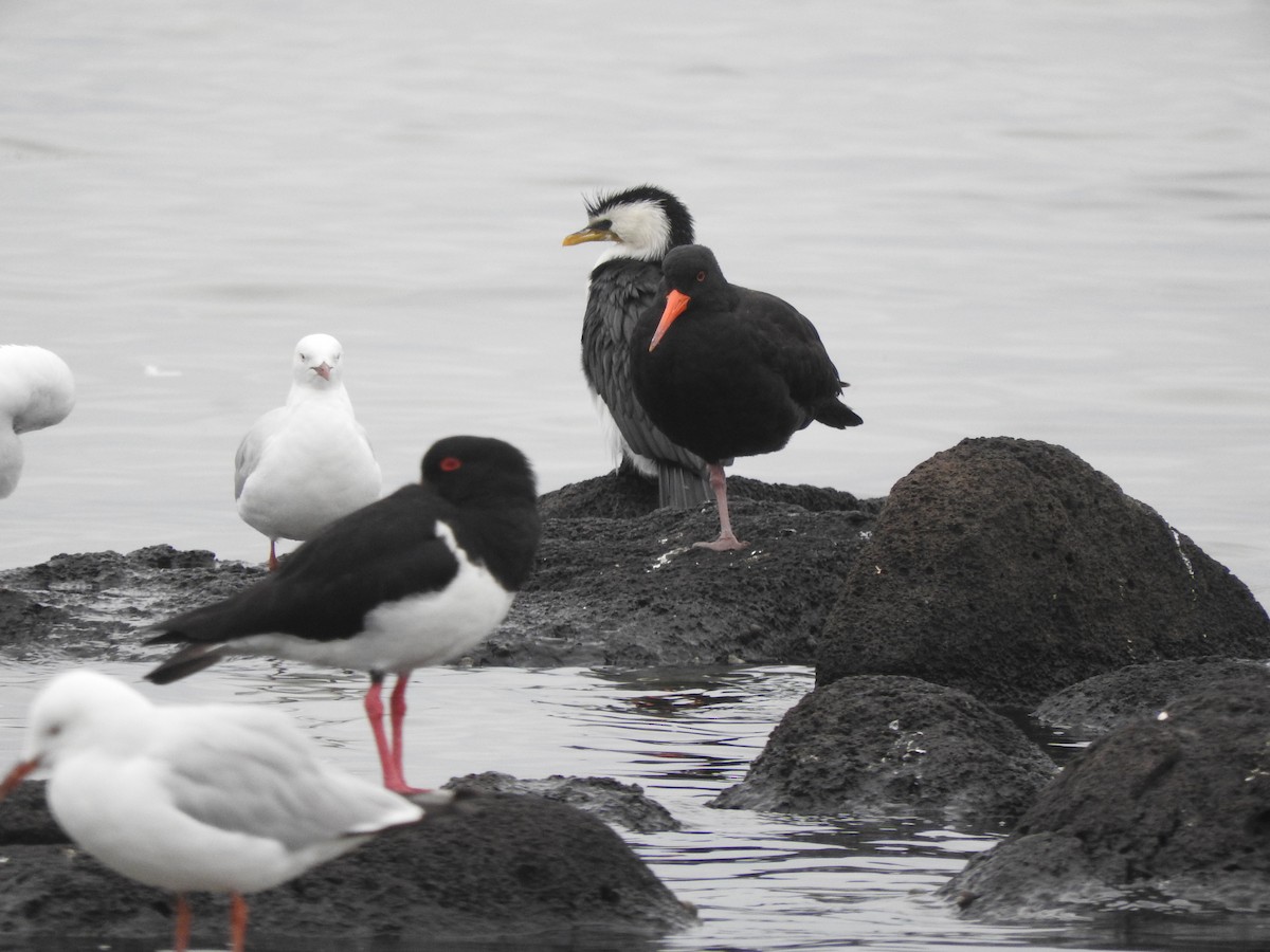 Sooty Oystercatcher - ML644449664