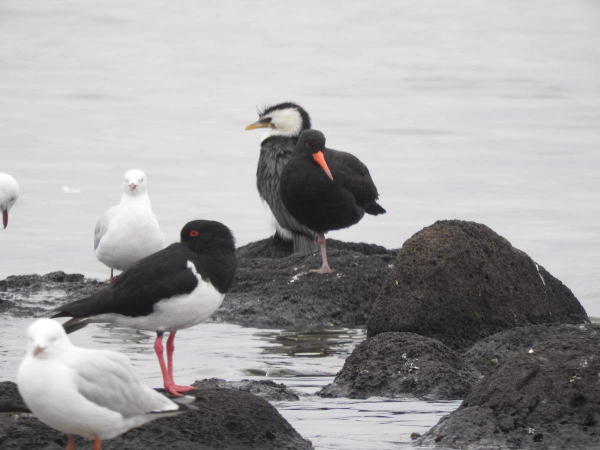 Sooty Oystercatcher - ML644449666