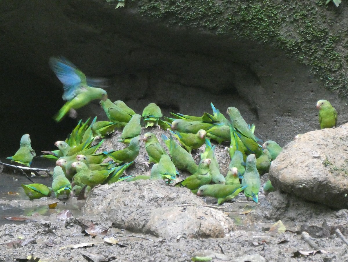 Cobalt-winged Parakeet - ML644449670