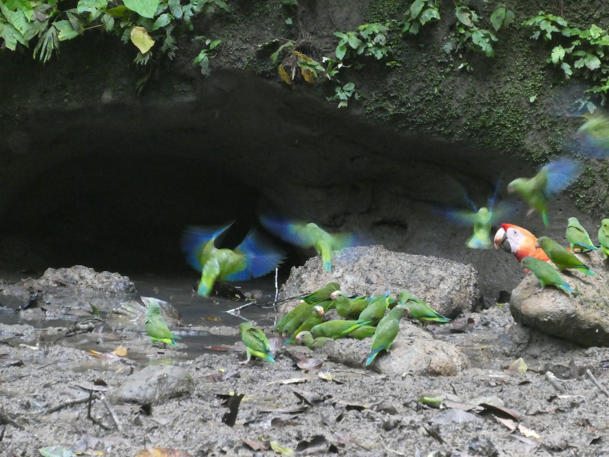 Cobalt-winged Parakeet - ML644449671