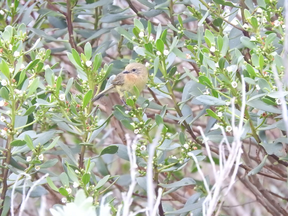 Yellow Thornbill - ML644449674
