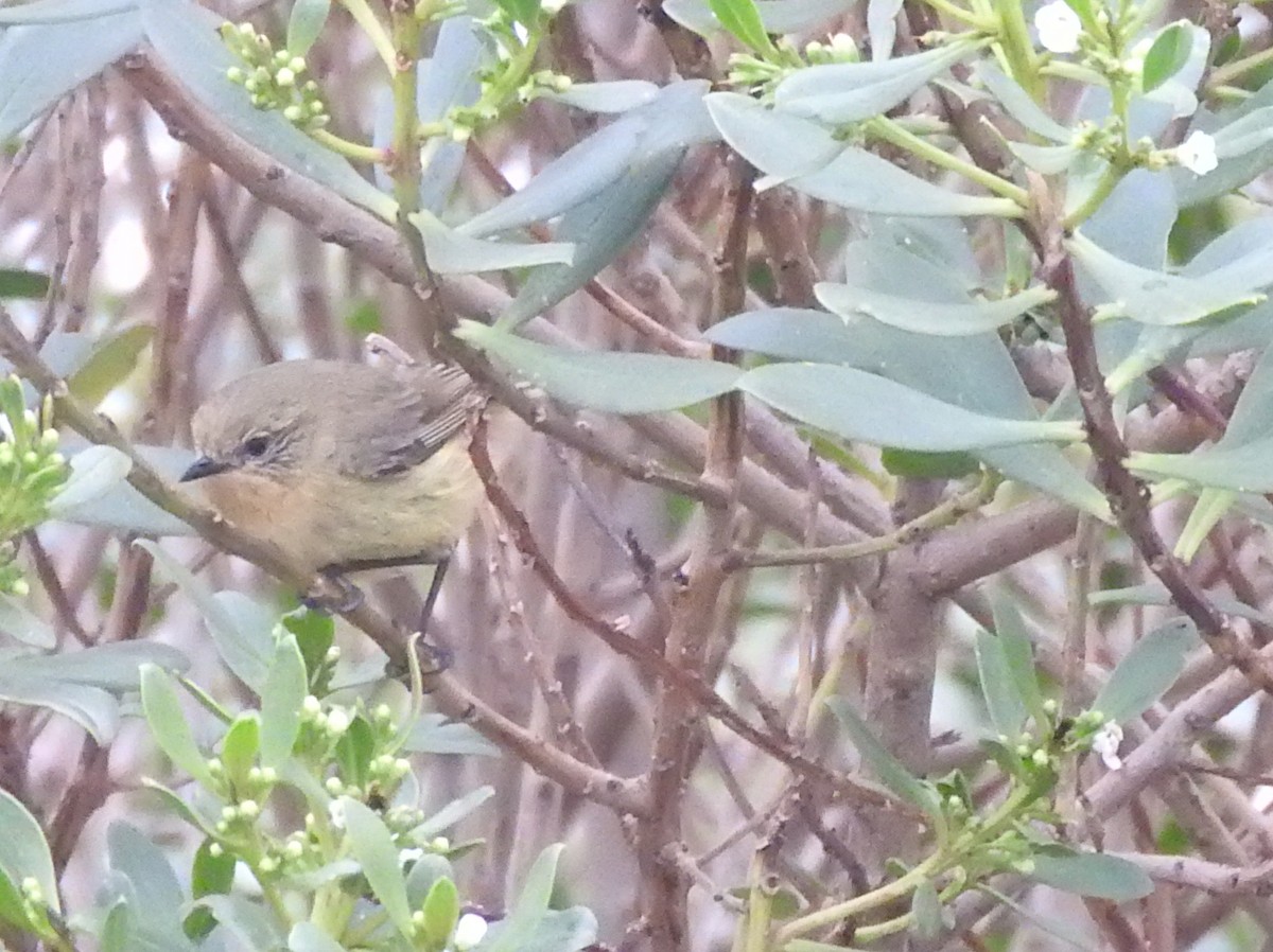 Yellow Thornbill - ML644449676