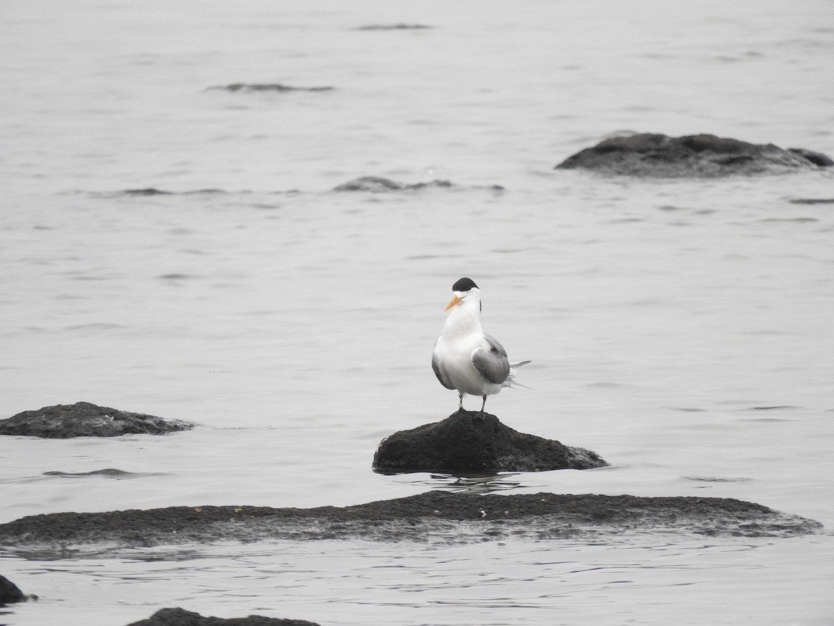 Крячок жовтодзьобий - ML644449678