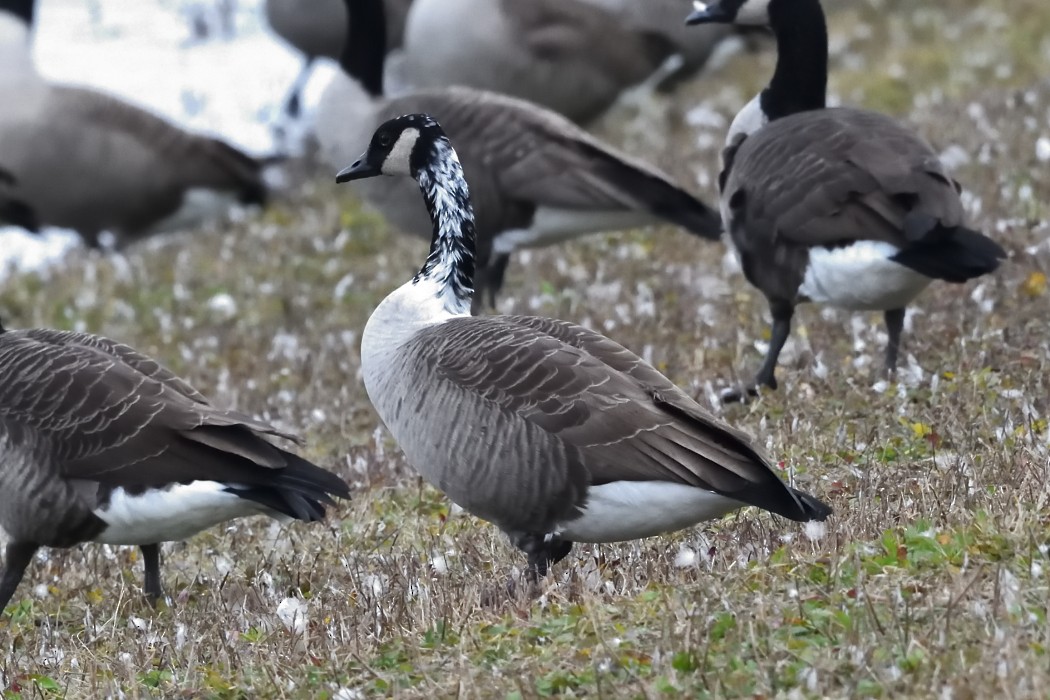 Branta kanadar handia - ML644449679