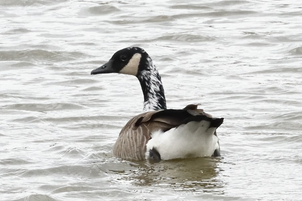 Branta kanadar handia - ML644449680